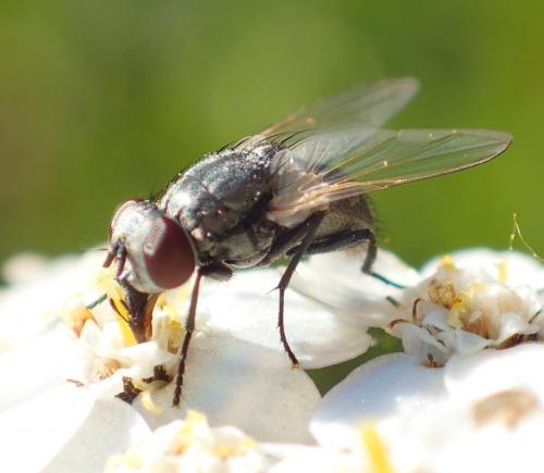 Musca vitripennis
